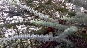 Silver Dollar Eucalyptus.