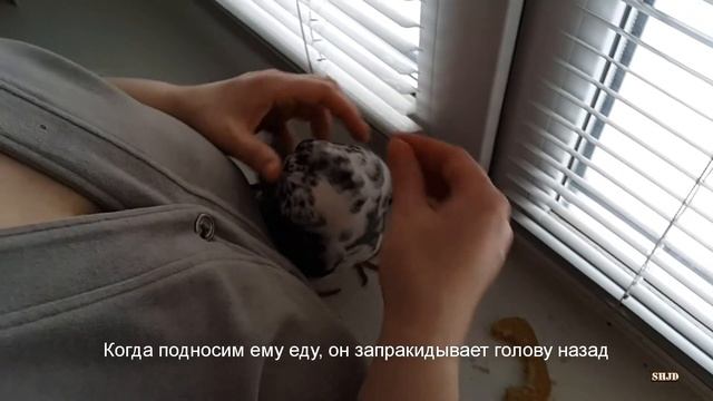 Вертячка у голубей (голубь Снежок) смотреть онлайн