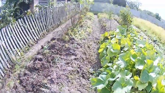 САМАЯ ДЛИННАЯ ВЫСОКАЯ ГРЯДКА В ОГОРОДЕ смотреть онлайн
