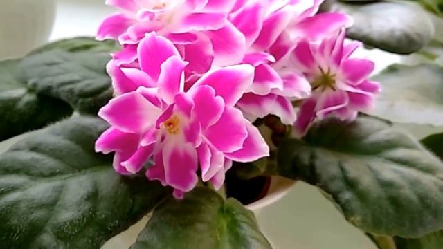 ФИАЛКИ. СОРТА И ОСОБЕННОСТИ.Что цветёт в конце февраля. My beautiful African Violet. смотреть онлайн