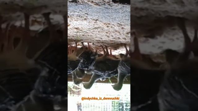 Индюшата породы северокавказская бронза смотреть онлайн