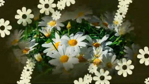 Ромашки для Наташки!