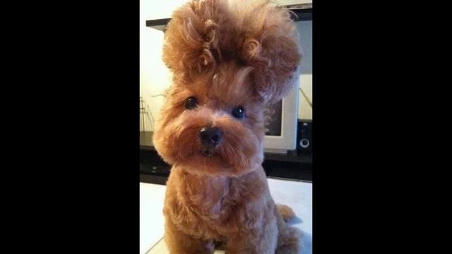 "Морда кирпичом": собачники в Тайване создали необычную моду на стрижки смотреть онлайн