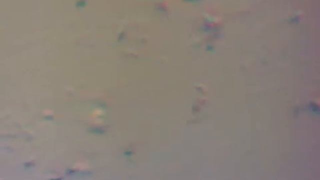 Видео микроскоп из вэб камеры х800 смотреть онлайн