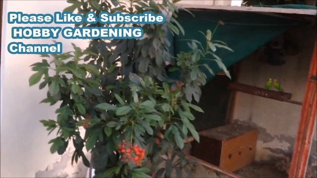 Jatropha Integerrima | Growing And Care