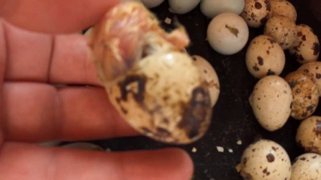 Техасский перепел ( белый ГИГАНТ ) наиболее популярная мясная порода / Начало вылупа 15/04/2021 год смотреть онлайн