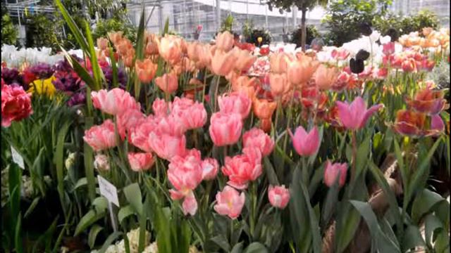 Репетиция весны   тюльпаны2