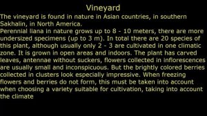 #Виноградовник #Вислоплодник Декоративные #лианы3 #многолетники Декоративные растения