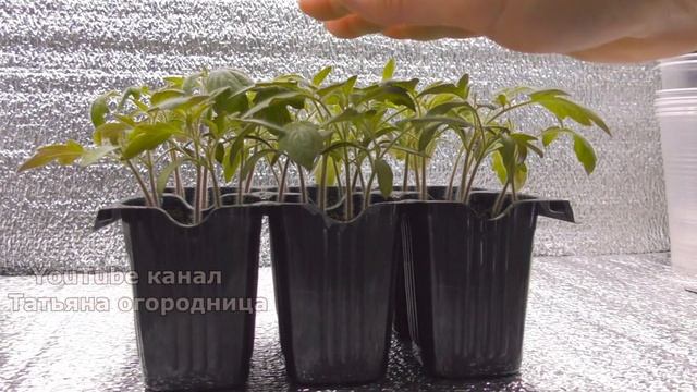 НИ РАЗУ НЕ ПОЖАЛЕЛА ЧТО ТОМАТЫ ПИКИРОВАЛА ИМЕННО ТАК! ПИКИРОВКА ТОМАТОВ, СРОКИ ПИКИРОВКИ. смотреть онлайн