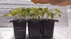 НИ РАЗУ НЕ ПОЖАЛЕЛА ЧТО ТОМАТЫ ПИКИРОВАЛА ИМЕННО ТАК!  ПИКИРОВКА ТОМАТОВ, СРОКИ ПИКИРОВКИ.