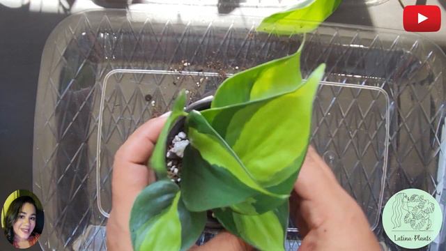 Plant Chores Potting Up So Many Water Propagations #plants #waterpropagation #planting смотреть онлайн