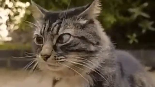 Кот чувствует опасность