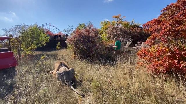 Как БЕЖИТ ЛЕВ - шикарное зрелище! смотреть онлайн