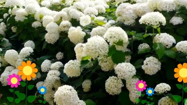 Гортензия древовидная Strong Annabelle. Краткий обзор, описание характеристик смотреть онлайн