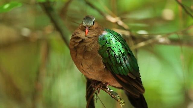 Birds Singing - Relaxing Bird Sounds Heal Stress, Anxiety And Depression, Heal The Mind