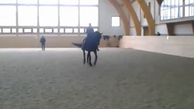 выездковый конь смотреть онлайн