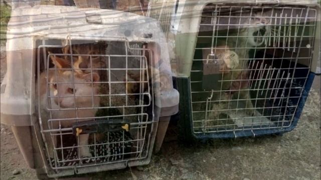 Мужчина заглянул в щелку старого гаража, от увиденного он стал седым! смотреть онлайн