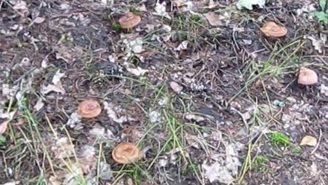 Леса Мордовии Грибы Свинушки смотреть онлайн