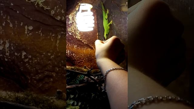 Фельзумы: приручаем к рукам/phelsuma madagascariensis смотреть онлайн