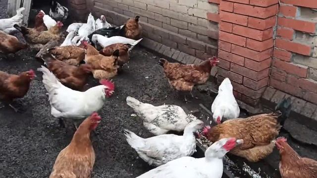 Мускусные утки, ОТХОДЫ со столовой для Птицы... смотреть онлайн