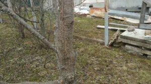 Омолаживаю СТАРУЮ  СЛИВУ.Снижение высоты дерева.Формировка кроны в виде  ,,чаши,,.