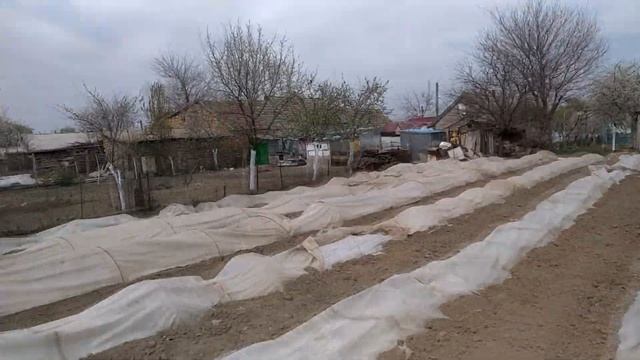 Высадка кабачка под термос смотреть онлайн