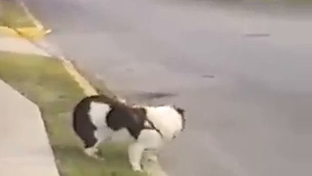 Прикольная собака смотреть онлайн