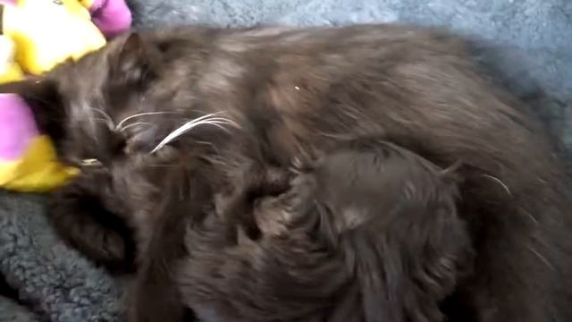 Невероятно!Щенок сосёт кошку-маму смотреть онлайн