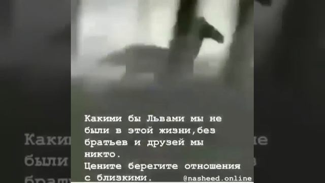 Львы смотреть онлайн