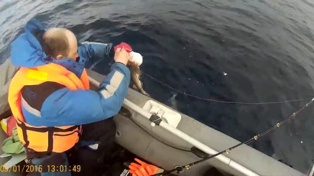 Карелы на Баренцево море таскают треску смотреть онлайн