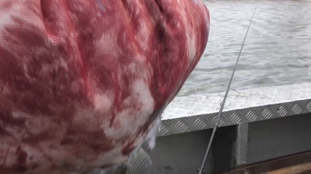 Рыба Боевая