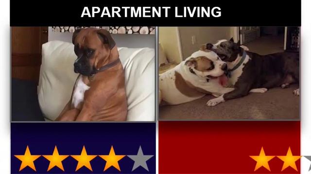 Boxer VS American Bulldog-Comparison