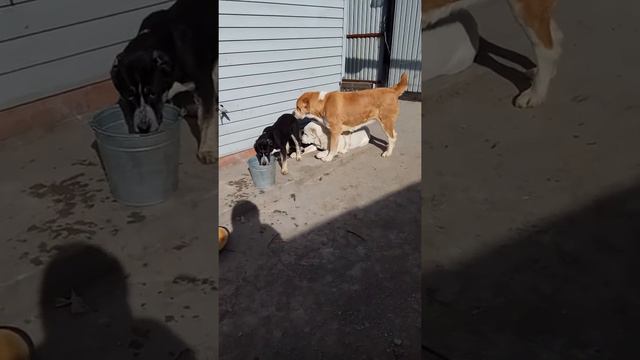 Весна на питомнике Сары Дагдан. смотреть онлайн