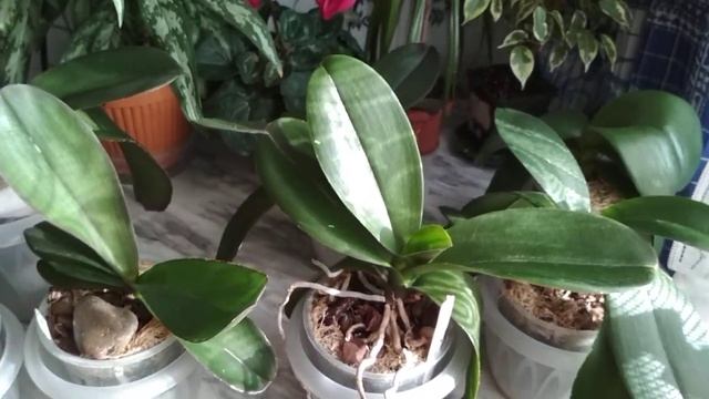 Подвожу итоги эксперимента?СТИМУЛЯЦИИ?ленивых орхидей?(18.04.2021) смотреть онлайн