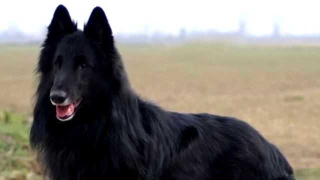 Грюнендаль - порода черных длинношерстных бельгийских овчарок смотреть онлайн