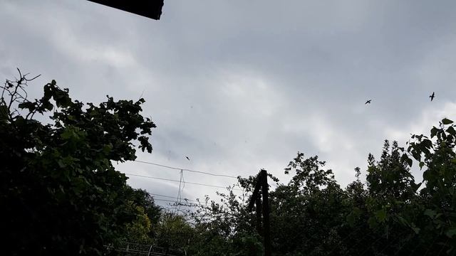 Золотистые щурки | Жизнь на Юге смотреть онлайн