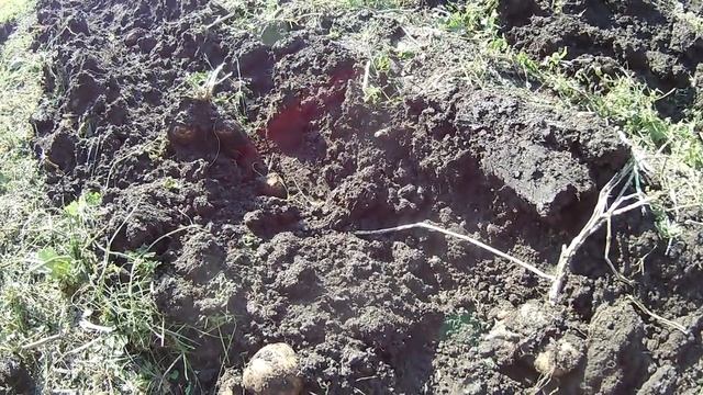 КОПАЕМ КАРТОФЕЛЬ В ОКТЯБРЕ смотреть онлайн