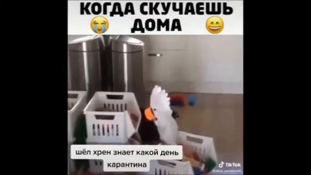 Карантин на позитиве - 2 смотреть онлайн