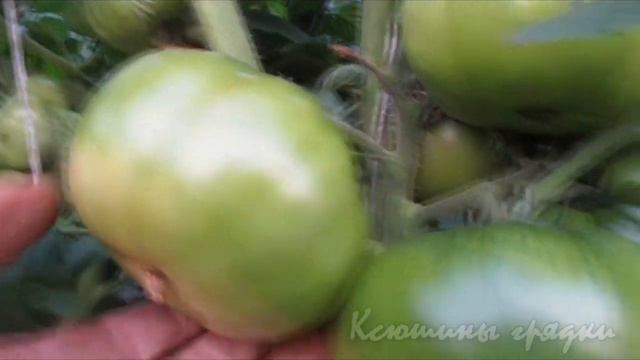 ТАКИЕ РАЗНЫЕ ПОМИДОРЫ СПРИНТ ТАЙМЕР ВИАГРА из архива 2015г смотреть онлайн