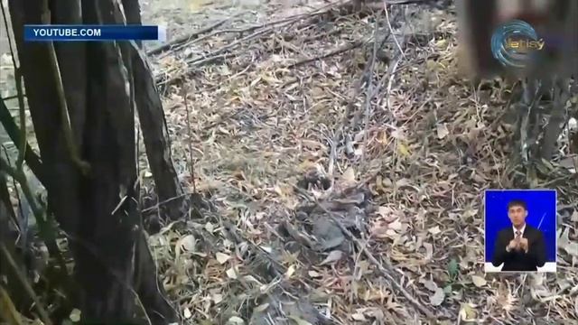 Правила налога на сбор грибов и ягод в Казахстане 24.04.23. смотреть онлайн