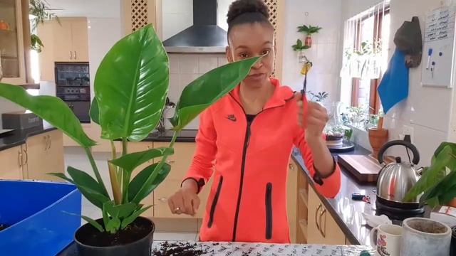 Repotting Philodendron Emerald Green, Philodendron Emerald Red & Dieffenbachaia