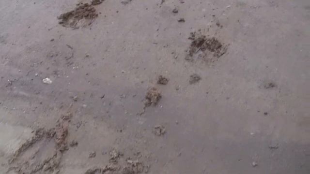 Следы лосей - 00068 смотреть онлайн