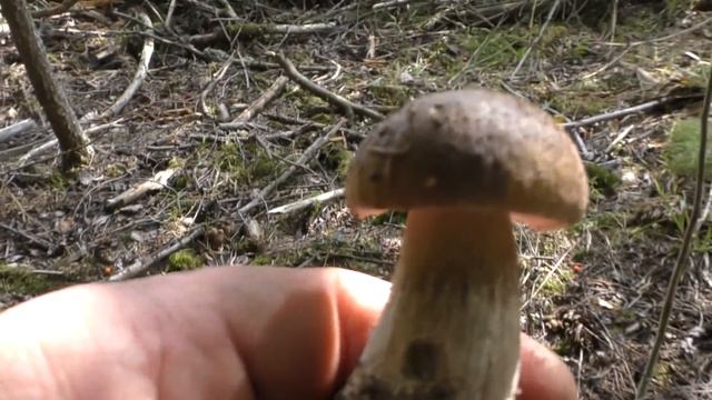 Пошёл в лес за грибами и увидел на дереве необычной красоты чудо гриб! смотреть онлайн