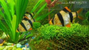 БАРБУС СУМАТРАНСКИЙ(ОБЗОР)