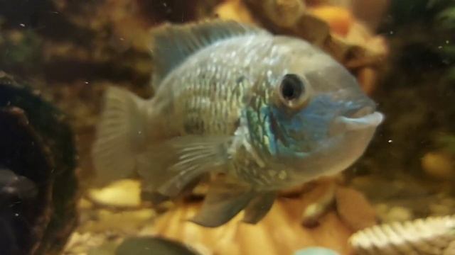 Разведение аквариумных рыб в домашних условиях смотреть онлайн