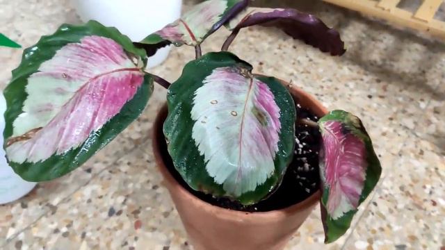 CALATHEA ROSEOPICTA ROSY-COMO CUIDAR смотреть онлайн