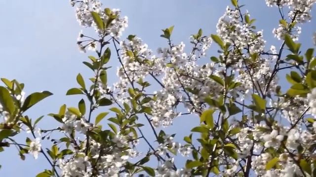 Я ТЕБЯ НИКОГДА НЕ ЗАБУДУ. ТРИО " МЕРИДИАН" смотреть онлайн