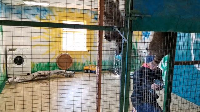 24 часа с ЕНОТАМИ Новый вольер енотам своими руками смотреть онлайн