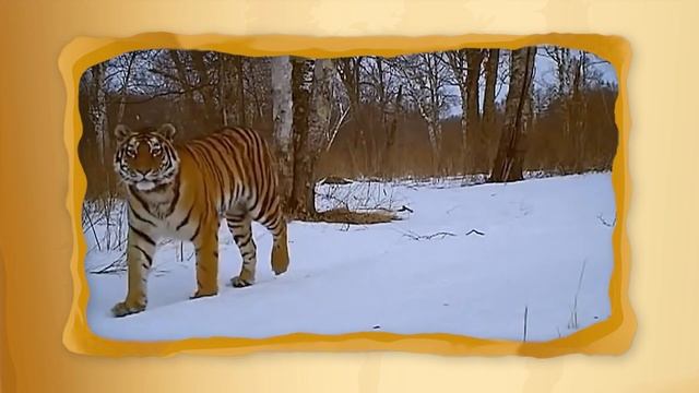 Елена Потиха о семействе псовых смотреть онлайн