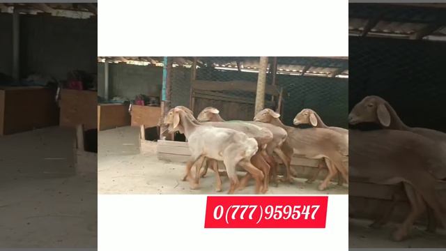 ЯРКИ НА ПЛЕМЯ АРАШАНСКОЙ ПОРОДЫ 110.000 ЗА 6 ГОЛОВ КАРА-БАЛТА смотреть онлайн